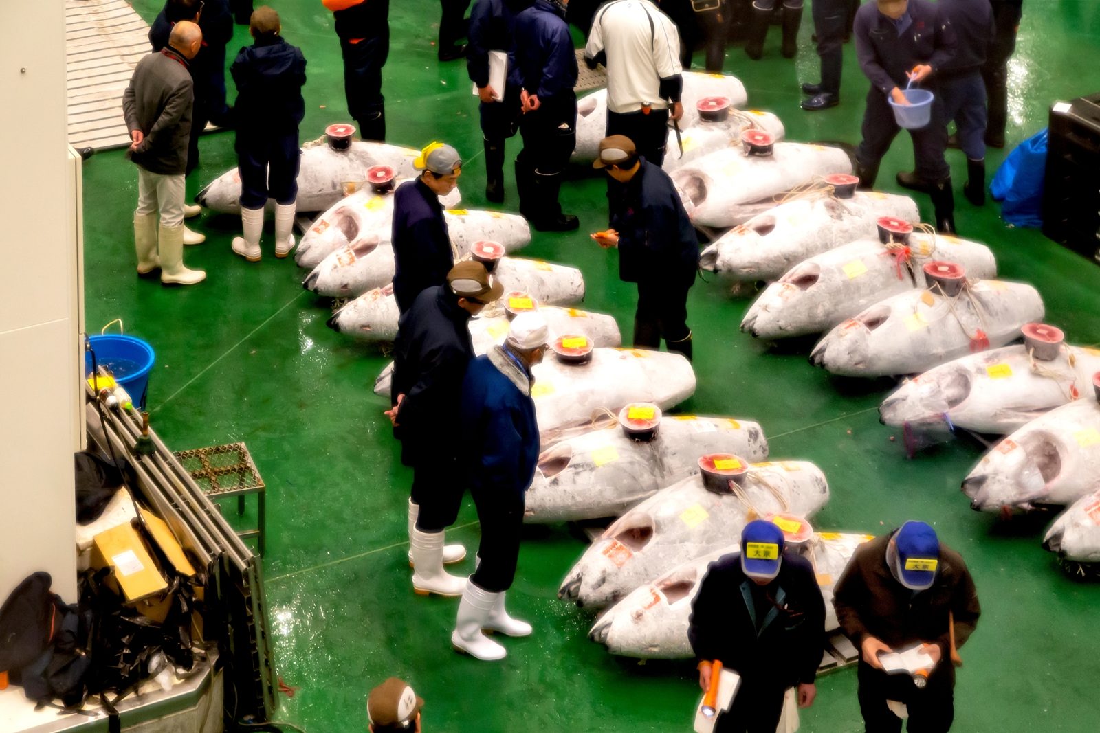 Toyosu market tuna auction Tokyo