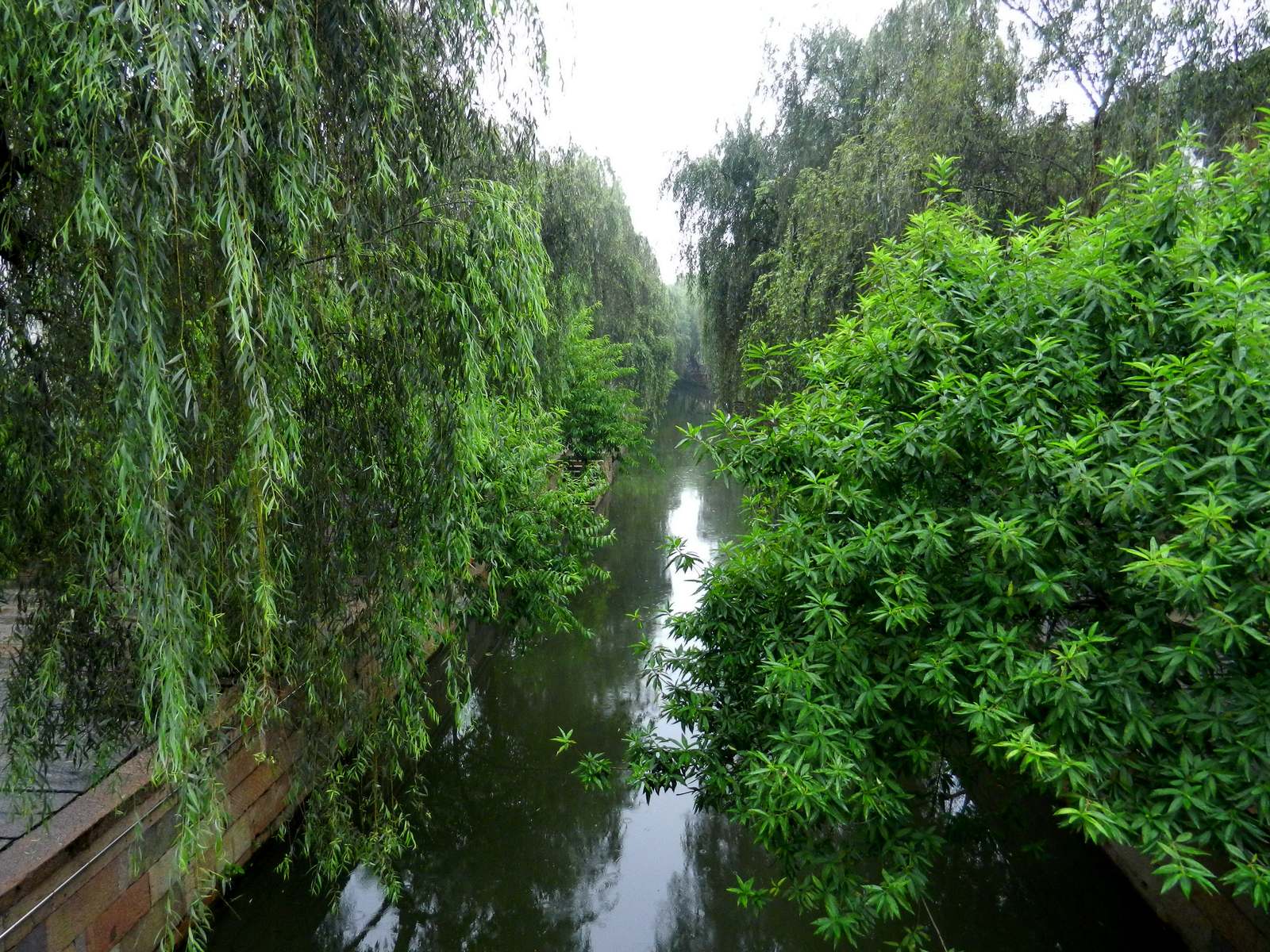A quiet green canal in Nanxun, willows and dense foliage leaning over the water from both banks.