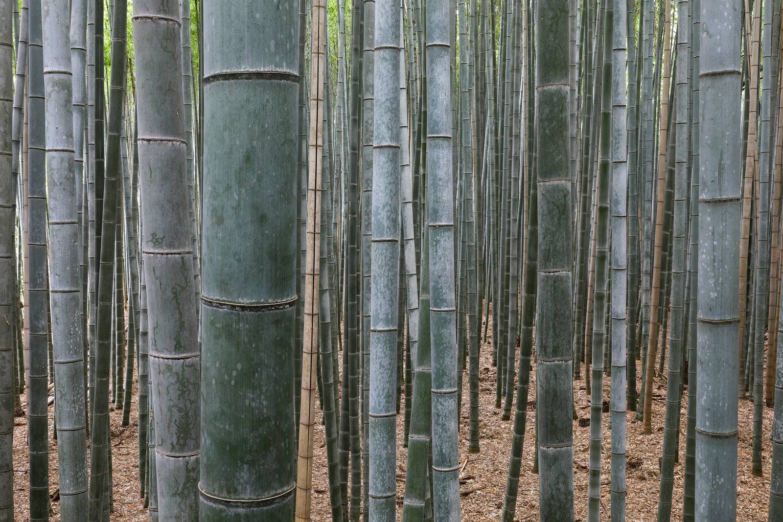 The Sagano bamboo path at Arashiyama, Kyoto