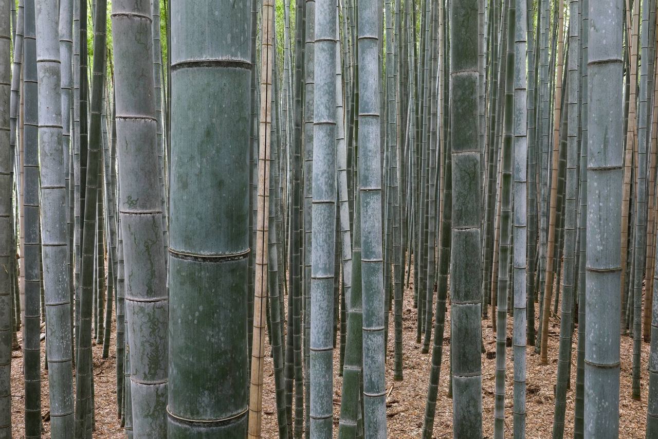 The Sagano bamboo path at Arashiyama, Kyoto