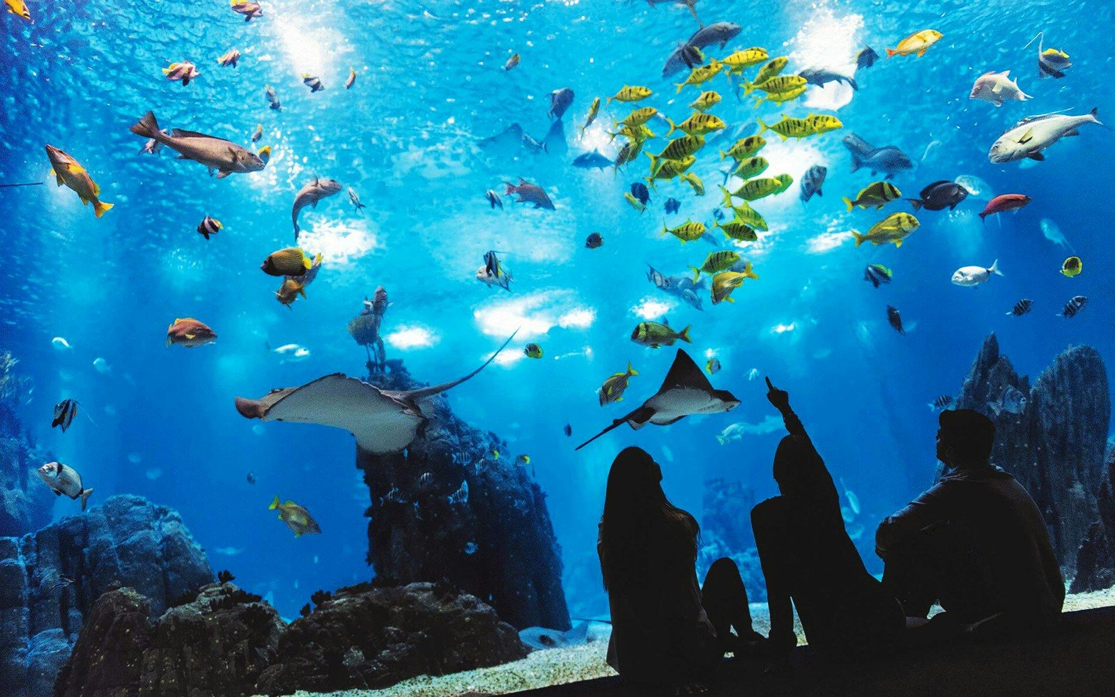 Oceanario de Lisboa aquarium tank